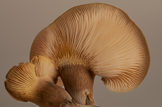 Biohack Your Coffee: Boost Your Brainpower with Lion's Mane Mushroom
